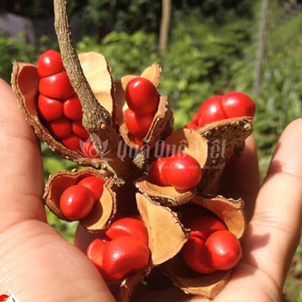 Hạt Dổi Rừng, Gia Vị Đặc Biệt Vùng Núi Tây Bắc 100gr