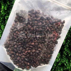 Hạt Dổi Rừng, Gia Vị Đặc Biệt Vùng Núi Tây Bắc 100gr